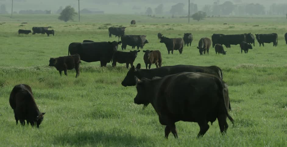 Large group of black cattle in a field