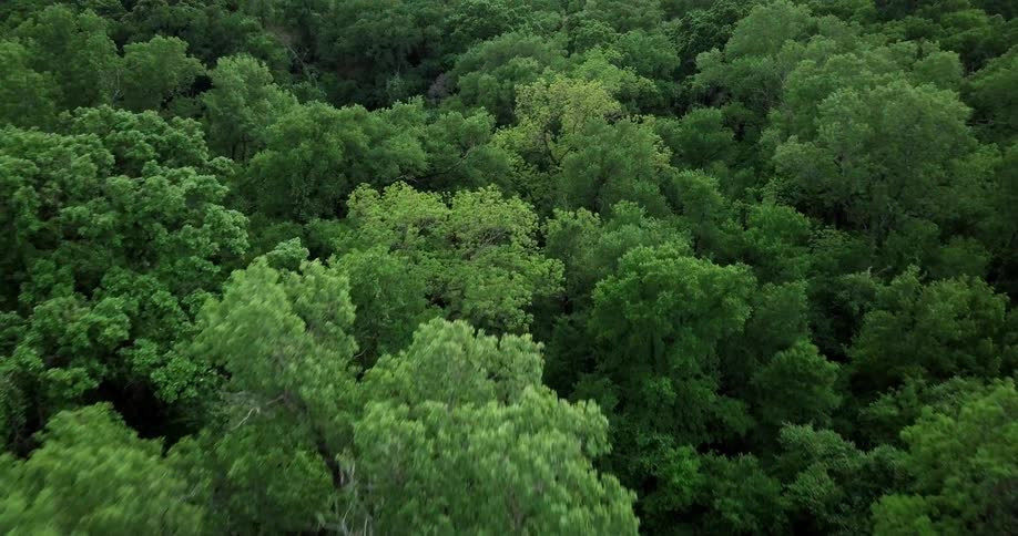 The forest is full of tall trees covering the ground below