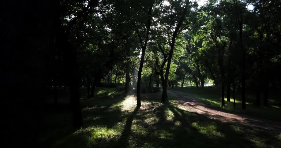 Sunlight streams through trees