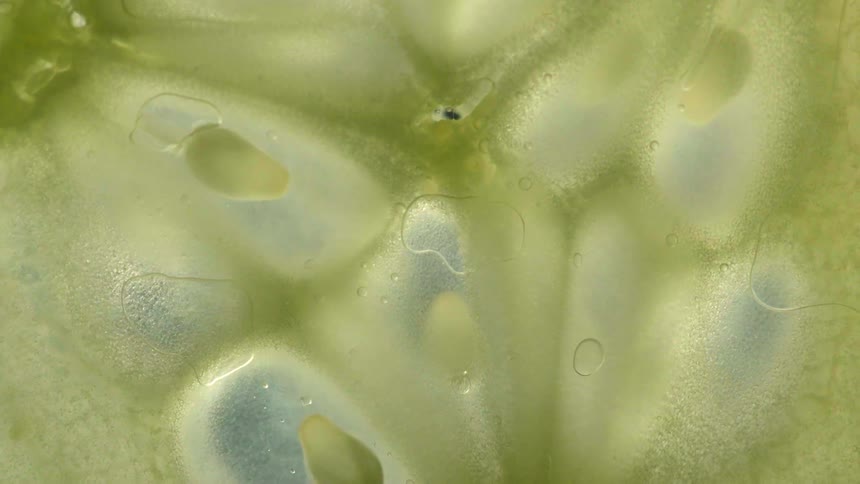 A cucumber slice in a drink