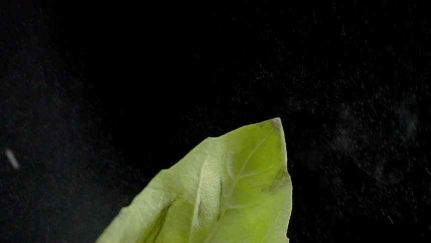 Water is sprayed on a plant leaf