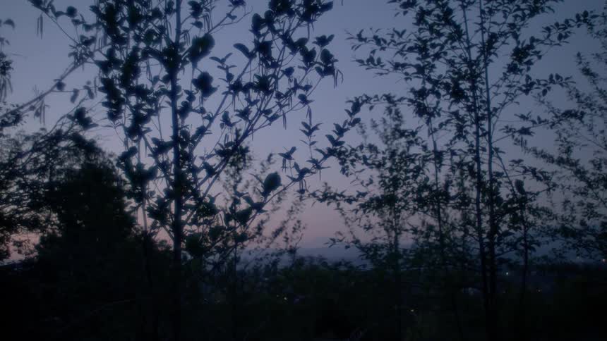 Trees at dusk
