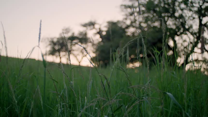 A field of grass at sunset