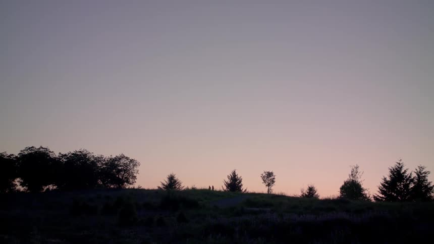 Trees on a plain at sunset
