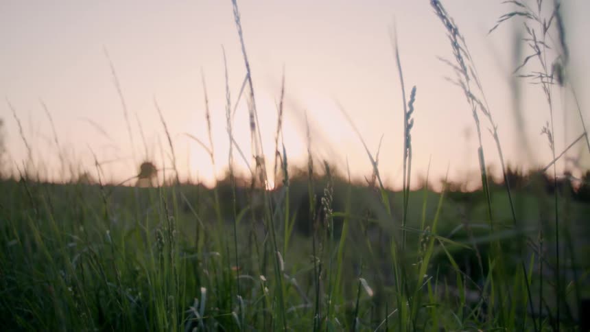 Grass waves in the wind at sunset
