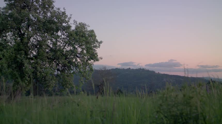 Wind blows the grass and tree branches at sunset