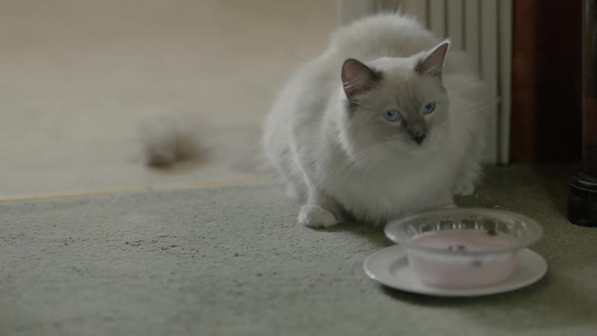 A white cat is drinking milk from a dish