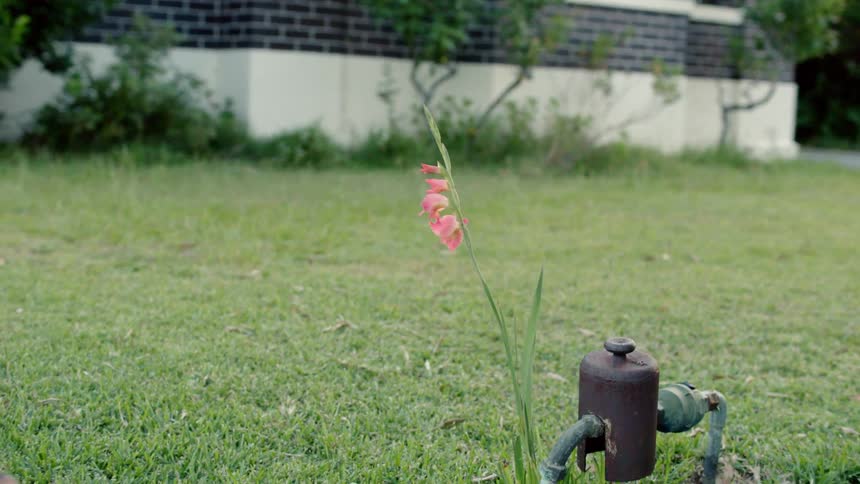 Single flowering stalk next to a meter in a front yard