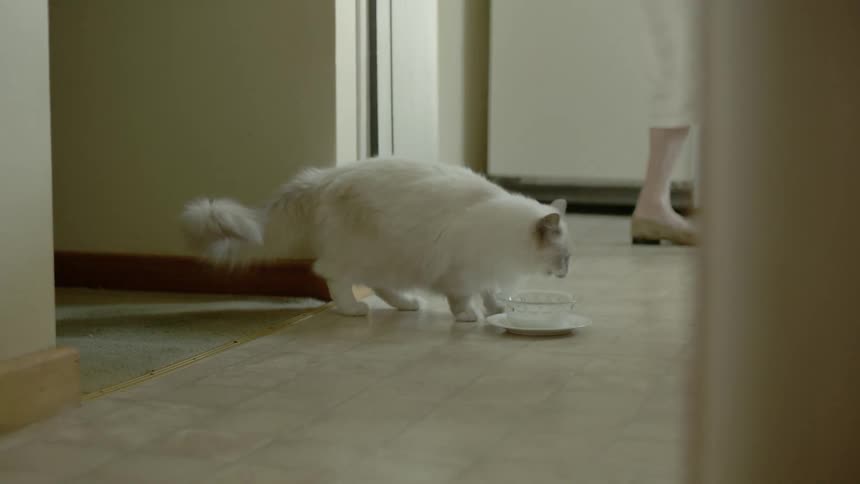 A white cat is drinking milk from a bowl as a person walks across the hall behind them