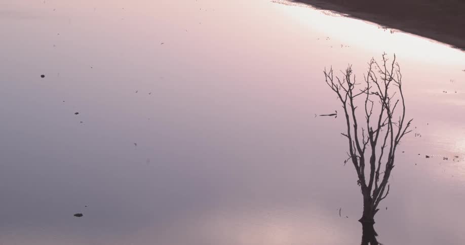 A bunch of birds are flying above water and filmed from above
