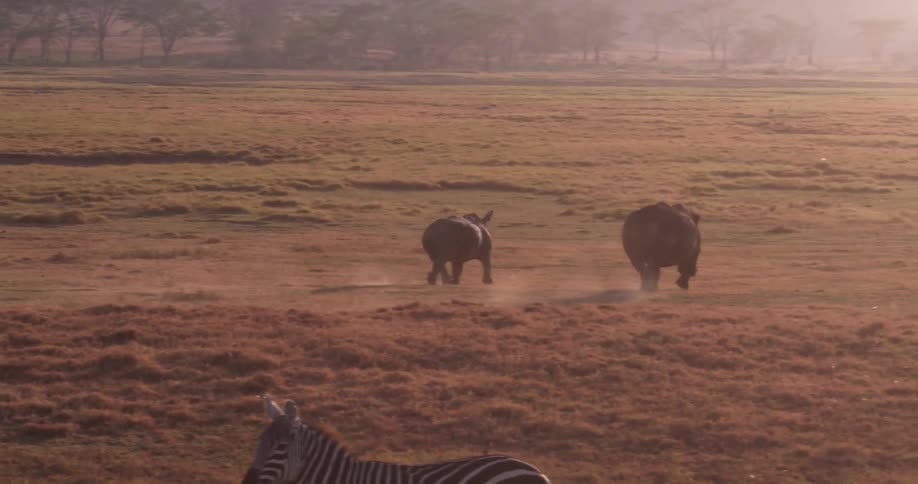 The two rhinos run down the foggy field