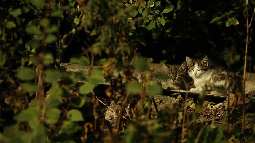 Two kittens sitting under a bush