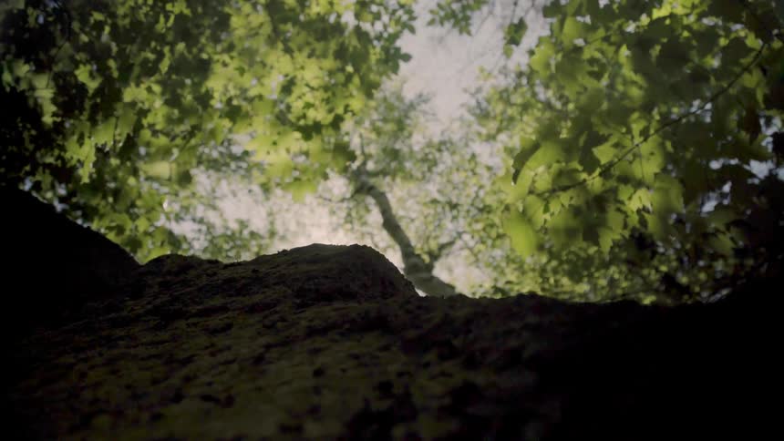Sunlight shines through leaves
