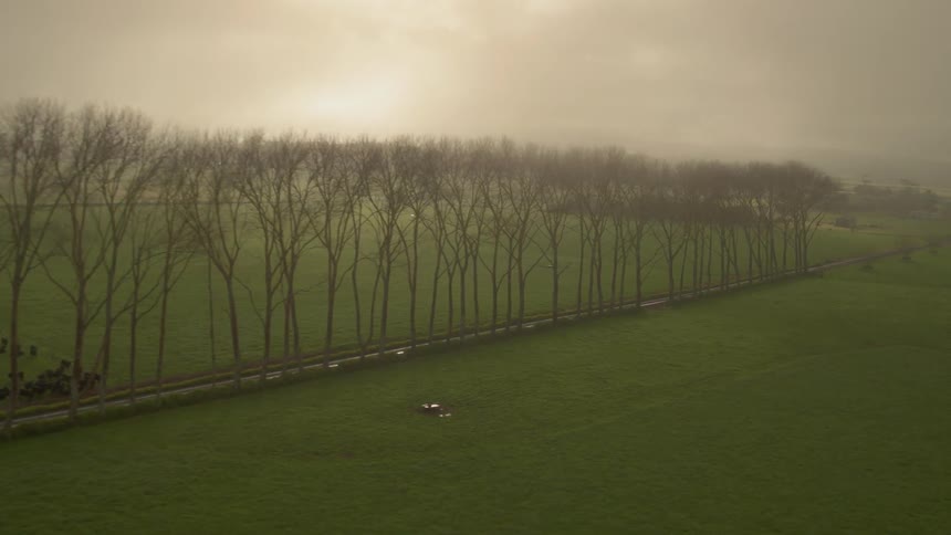 Tall trees line a land full of grass