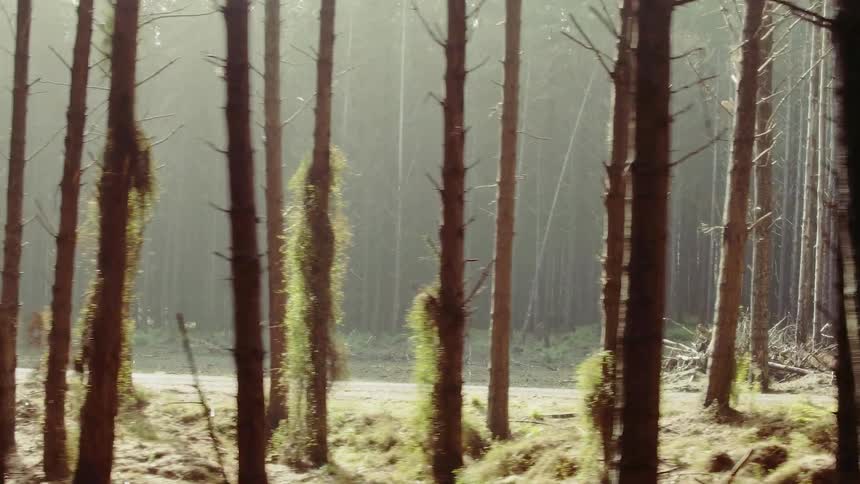 Sunlight streams through forest trees