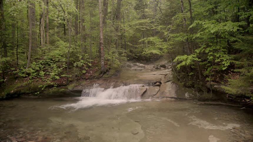A river through a forest