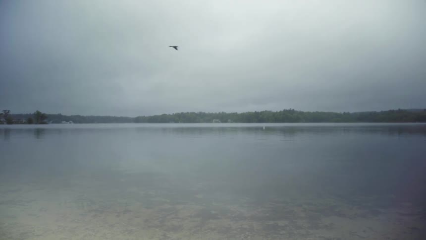 A bird flies over a shoreline on an overcast day