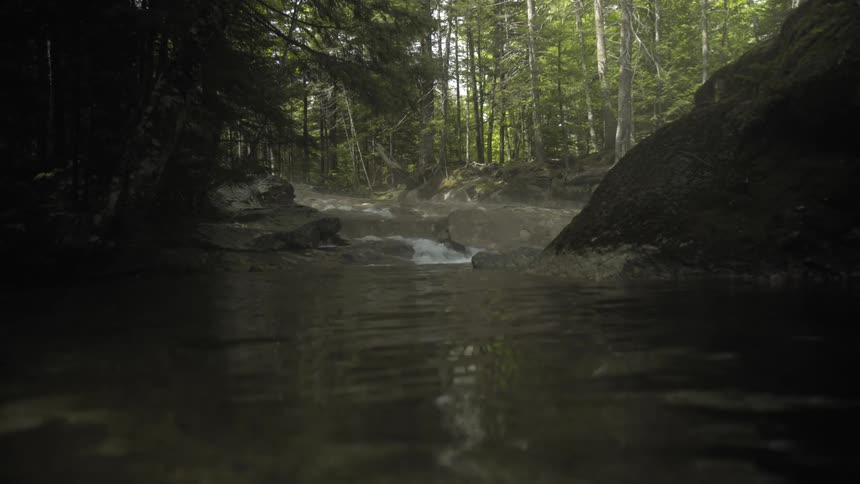A river in a forest