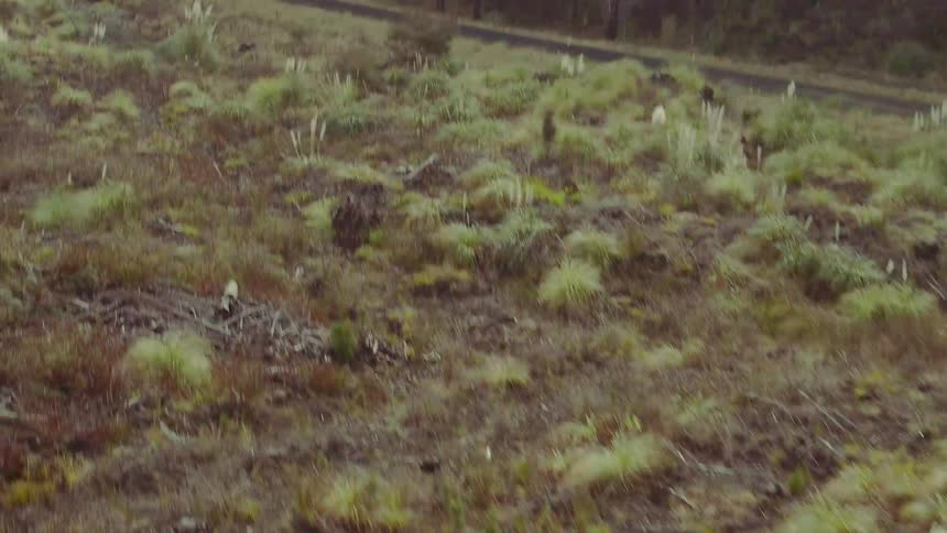 Grass and shrubs near a forest