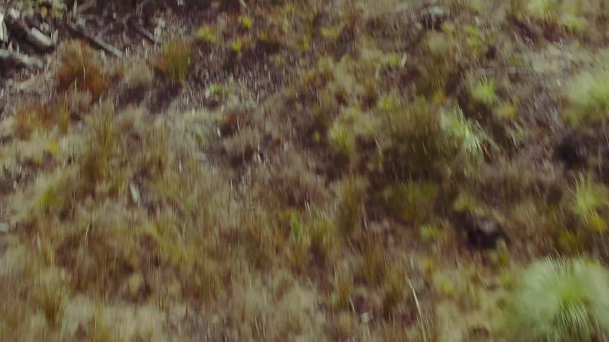 Shrubs and grass cover the ground landscape