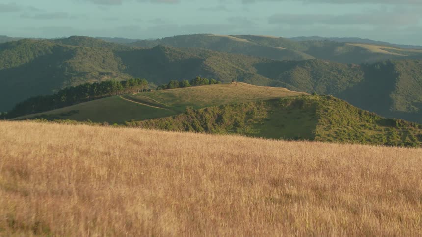 Golden fields under a partly cloudy sky