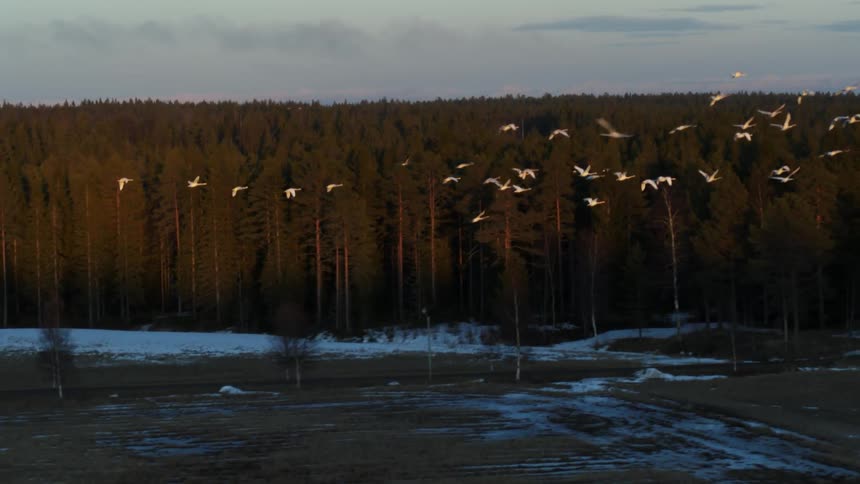 Birds migrate and fly near a forest