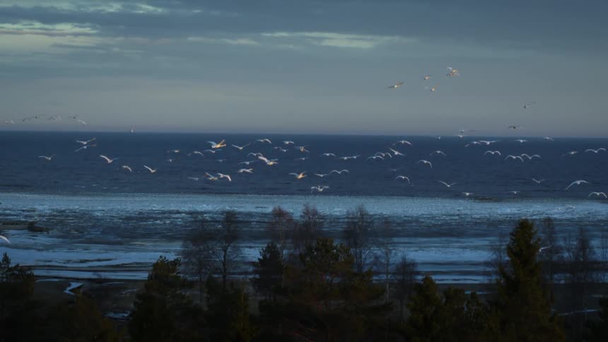 A flock of birds fly over trees and out across a beach at dusk