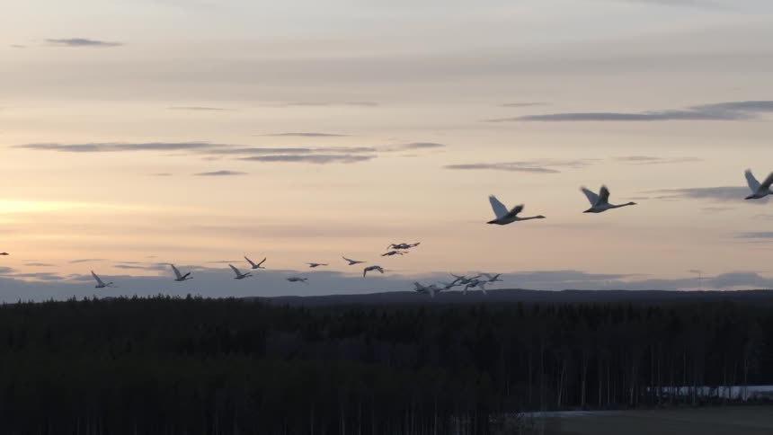 Birds fly over trees at sunset