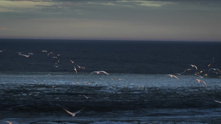 Seagulls fly in the sky