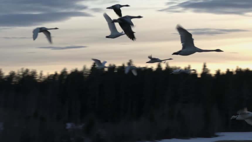 A flight of swans travel in the dusk sky over a snow landscape