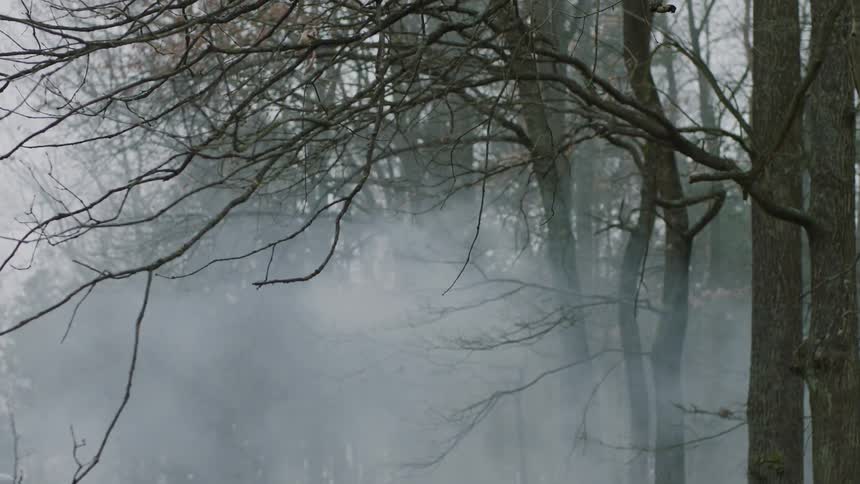 Mist surrounds the trees in a forest