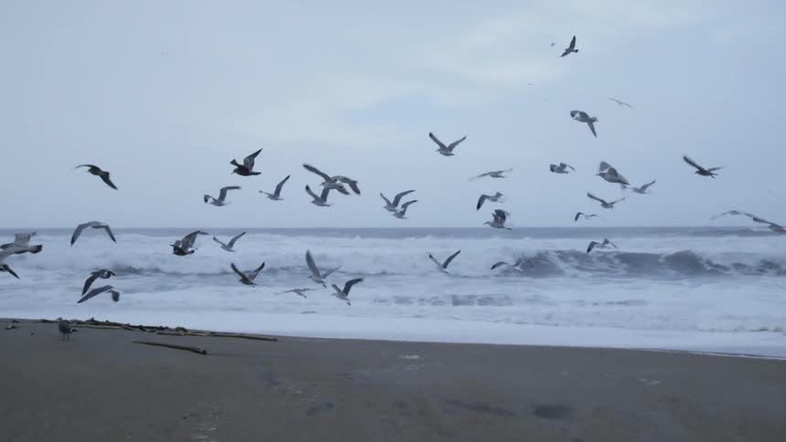 A flock of seagulls flies from a sandy beach
