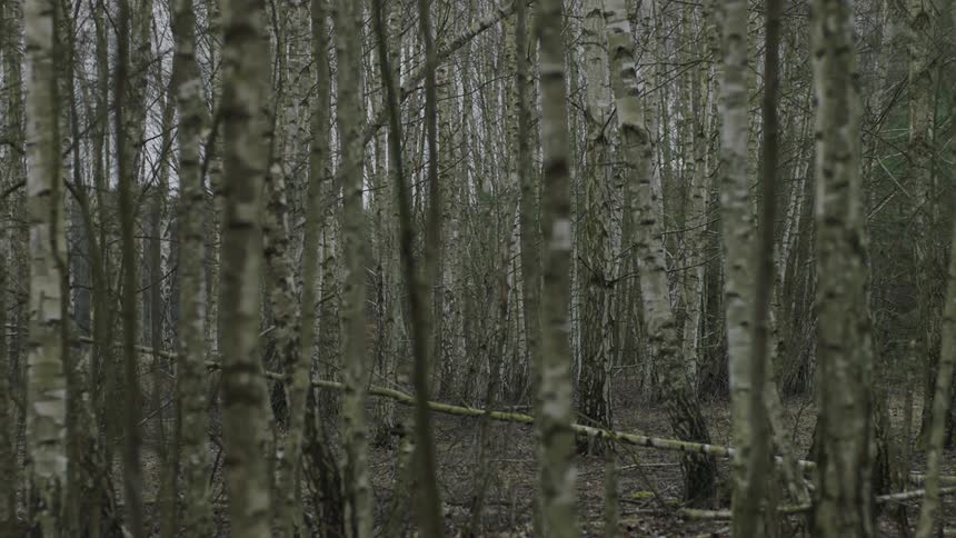 Trees cover the forest landscape