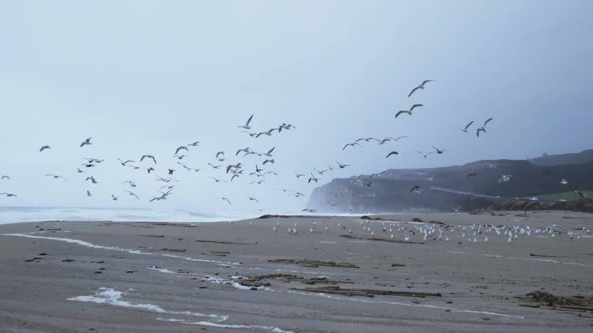 Sea birds take off and land again on a beach
