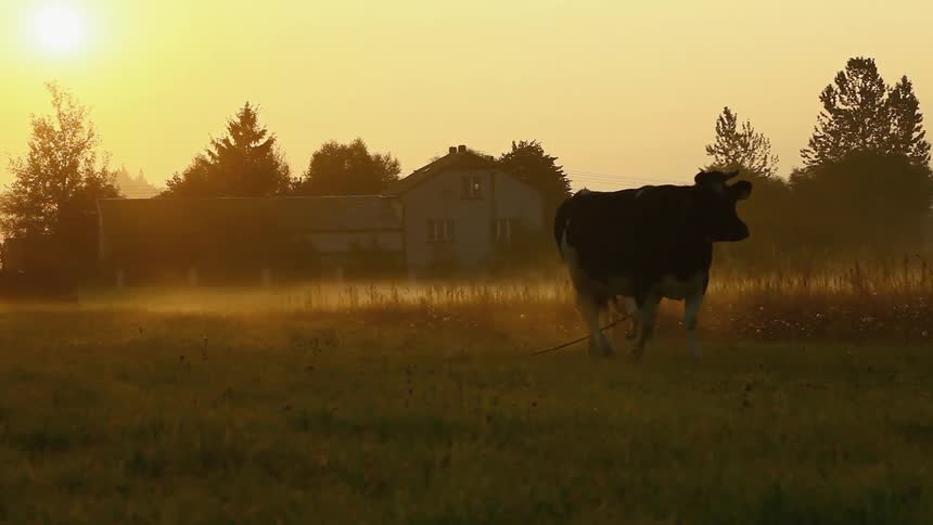 Cows walk through a field at sunset