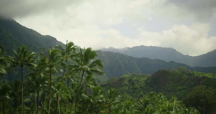 A tropical forest on a cloudy day
