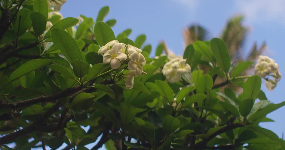 The wind blows the branches of a flowering tree on a sunny day
