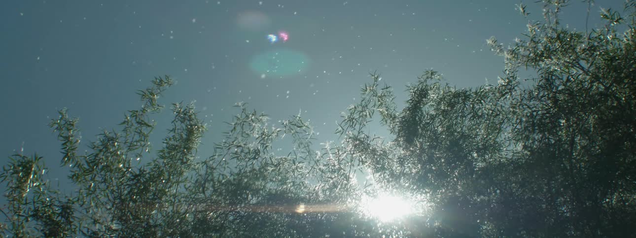 Pollen is blown in the air by the breeze