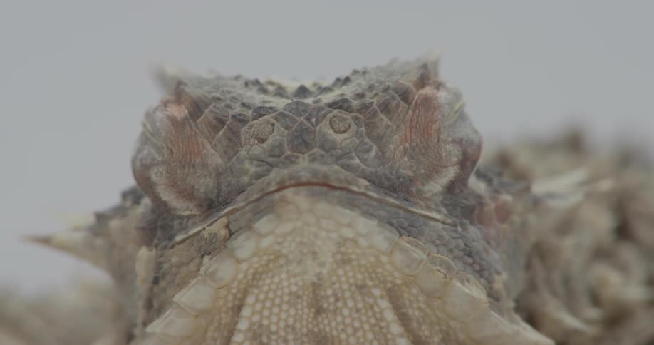 A lizard shuts both of his eyes and puffs its head out