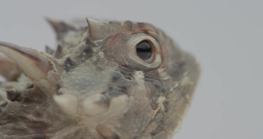 Horns cover a lizard's head