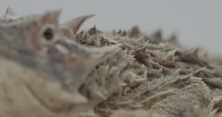 A lizard looks around in a white room