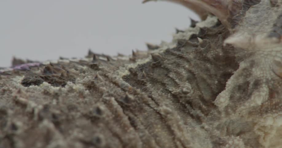 A lizard with spines bobs its head