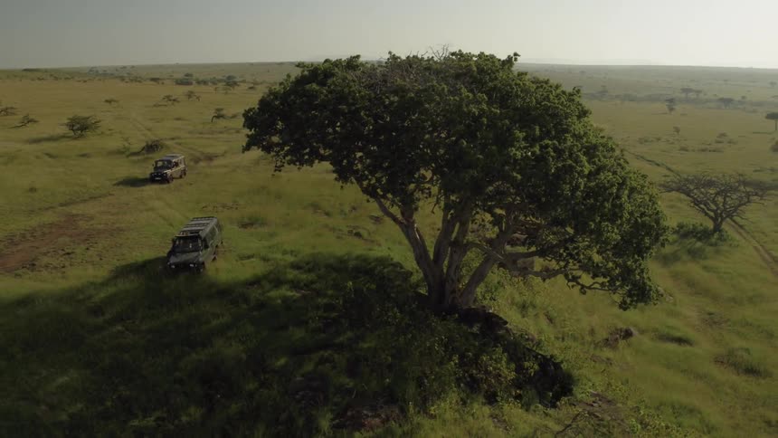 Trucks approach a tree in the safari