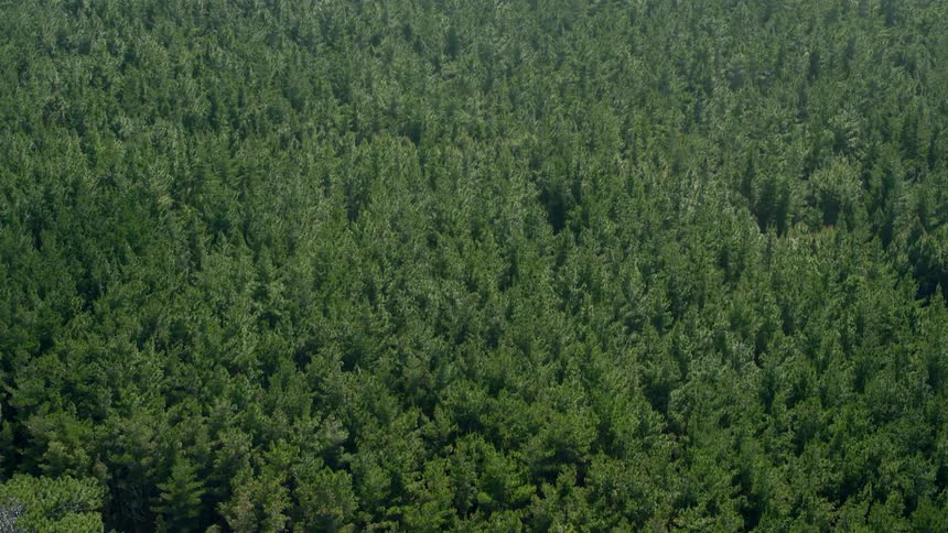 Trees cover the landscape