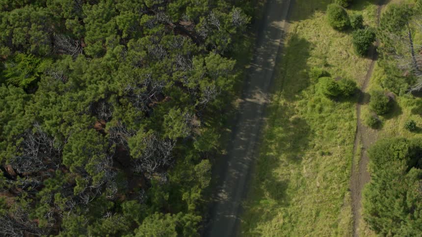 Trees line the side of a gravel road