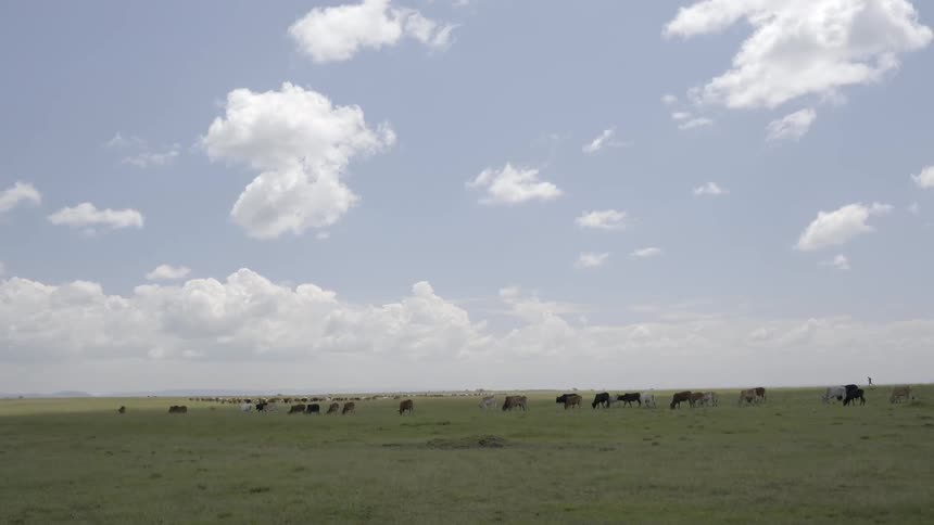 Cattle roam in a field