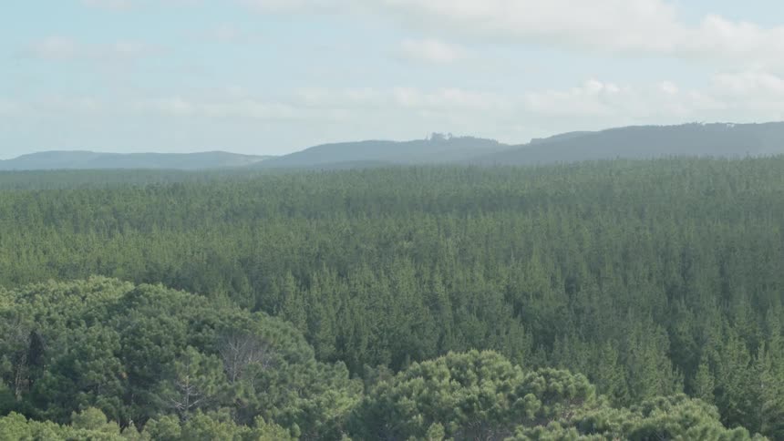 Trees tower above in the woods