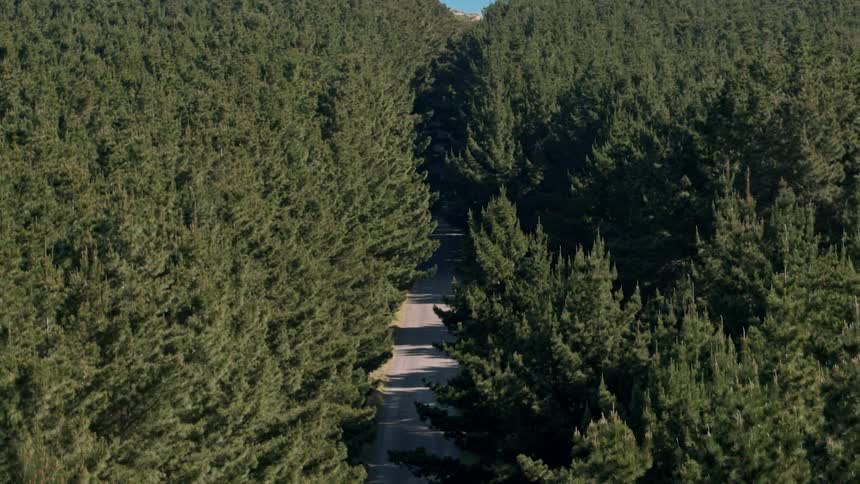Trees line each side of the road