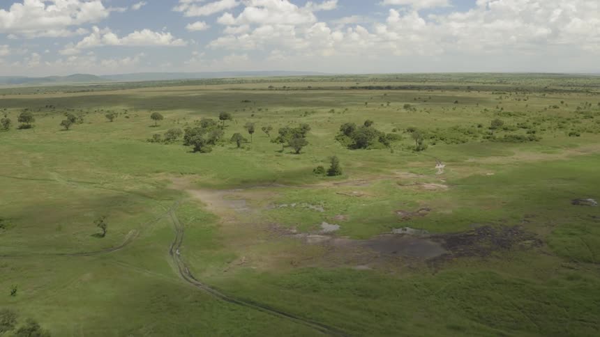 Trees cover the safari landscape