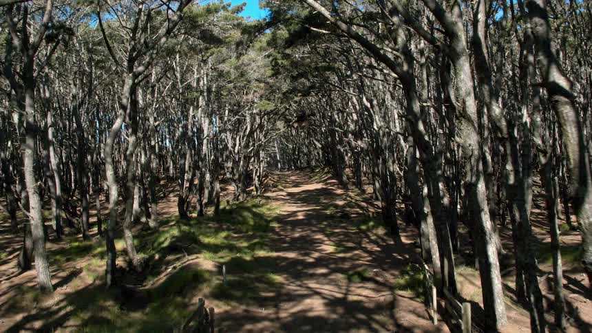Trees line each side of a dirt path